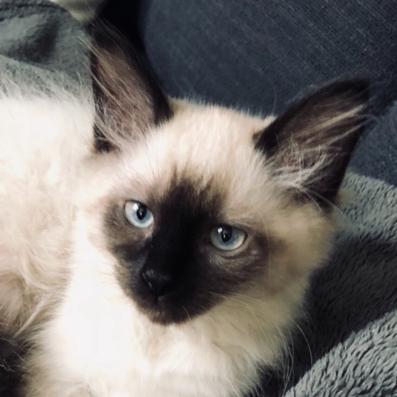 Meet your Posher, Tanya - Picture 1 of 1